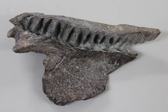 Temnospondyl maxilla